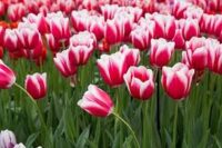 Holandia praca w ogrodnictwie bez języka na polu przy zbiorach tulipanów, Noordwijkerhout
