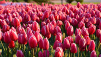 Bez języka fizyczna praca Holandia dla par przy kwiatach na hali – nie ma kwarantanny, Bleiswijk