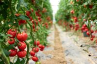 Praca Holandia od zaraz w ogrodnictwie przy pomidorach, Haga 2021