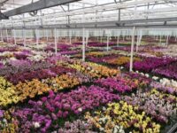 Ogrodnictwo praca Holandia bez języka od zaraz przy kwiatach i stroikach kwiatowych Amsterdam