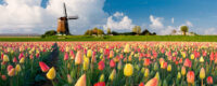 Holandia praca od zaraz w ogrodnictwie przy kwiatach w szklarni w Poeldijk nie ma kwarantanny