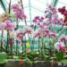 wall-murals-orchid-plantation-in-greenhouse.jpg