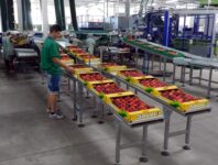Praca Holandia przy pakowaniu owoców od zaraz także dla par bez języka, Venlo