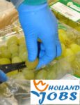 Haga praca Holandia na produkcji bez języka przy pakowaniu-sortowaniu owoców i warzyw