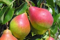 Od zaraz sezonowa praca Holandia zbiory jabłek i gruszek bez języka w Steenbergen 12-09-2021
