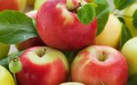 Zbiór jabłek i gruszek sezonowa praca w Holandii bez języka od zaraz, Goes, Houten, Dronten