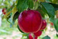 Bez języka sezonowa praca w Holandii przy zbiorach jabłek od zaraz 2021