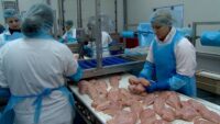 Praca w Holandii bez języka przy pakowaniu, sortowaniu mięsa drobiowego, Oss