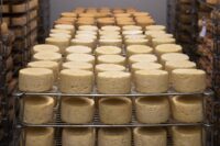 Produkcja serów Holandia praca od zaraz bez znajomości języka w zakładzie z Barneveld