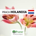 Dam pracę w Holandii przy kwiatach-liliach doniczkowych w Almere od zaraz