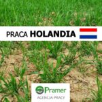 Rolnictwo sezonowa praca Holandia bez języka przy plewieniu w Dronten, Emmeloord, Kampen