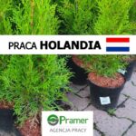 Holandia praca w ogrodnictwie bez języka pracownik szkółki drzewek ozdobnych, Biddinghuizen