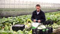 Sezonowa praca Holandia bez języka od zaraz zbiory warzyw w szklarni, Berkel en Rodenrijs