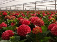 Bez języka przy kwiatach praca Holandia ogrodnictwo od zaraz Asten 2022