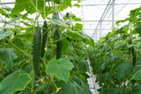 Praca Holandia w ogrodnictwie od zaraz przy pielęgnacji plantów pomidorów i ogórków, Bergschenhoek