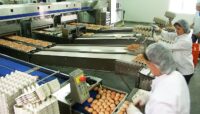 Pakowanie gotowanych jajek Holandia praca bez języka i doświadczenia od zaraz, Veen