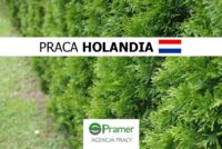 Holandia praca w ogrodnictwie od zaraz bez języka pracownik szkółki drzewek ozdobnych, Luttelgeest