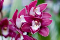 Holandia praca bez języka w ogrodnictwie od zaraz przy kwiatach-orchideach, Zuid Holland