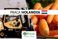 Praca w Holandii od zaraz jako operator wózka widłowego w sortowni warzyw (certyfikat), Biddinghuizen